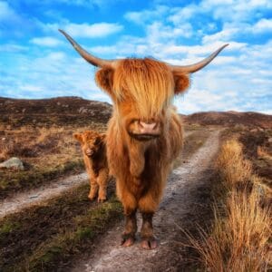 Fly-drive Schotland - Schotse Hooglanden